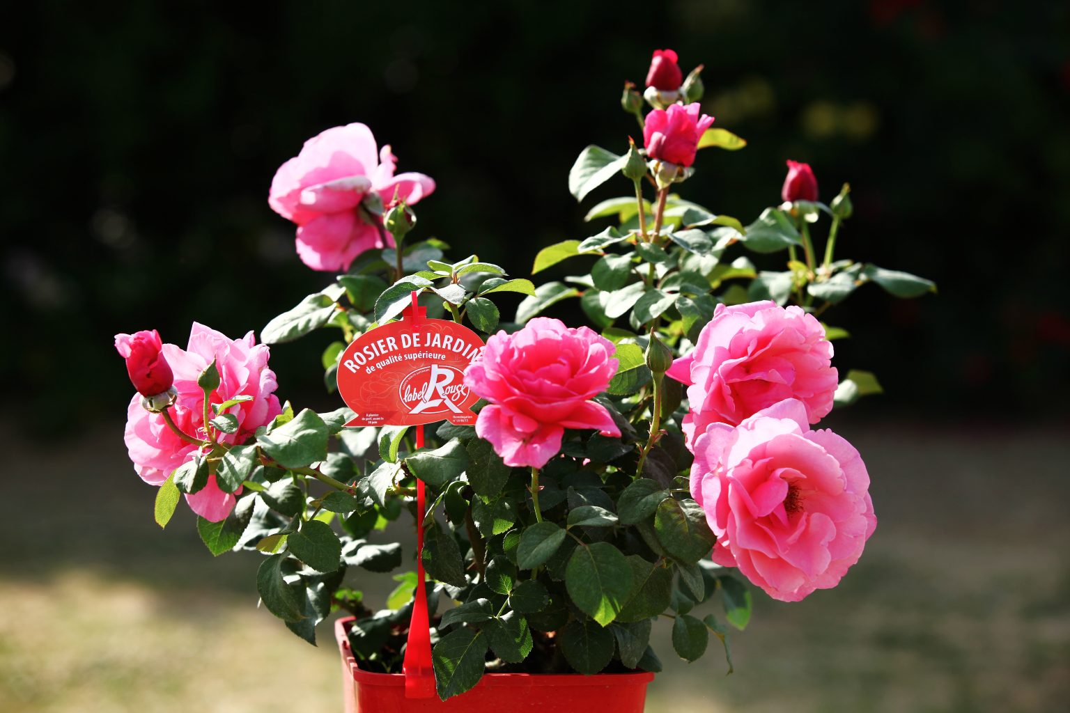 Rosier Label Rouge pot