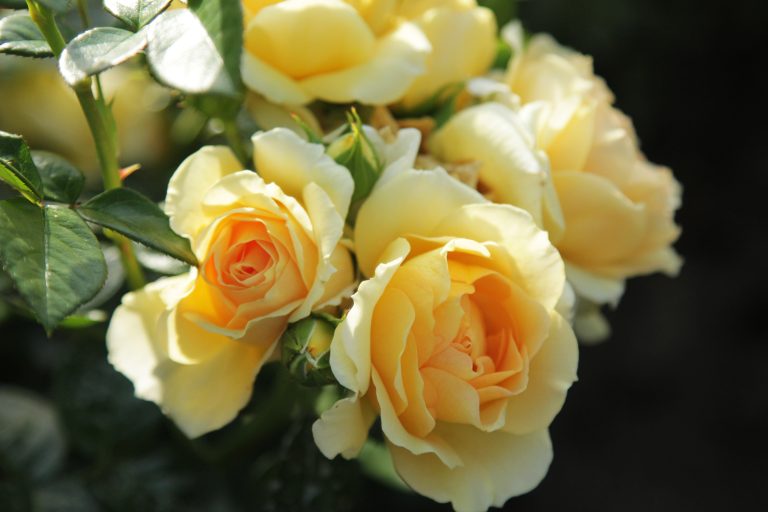 Rosiers Label Rouge Mauryflor Jaune