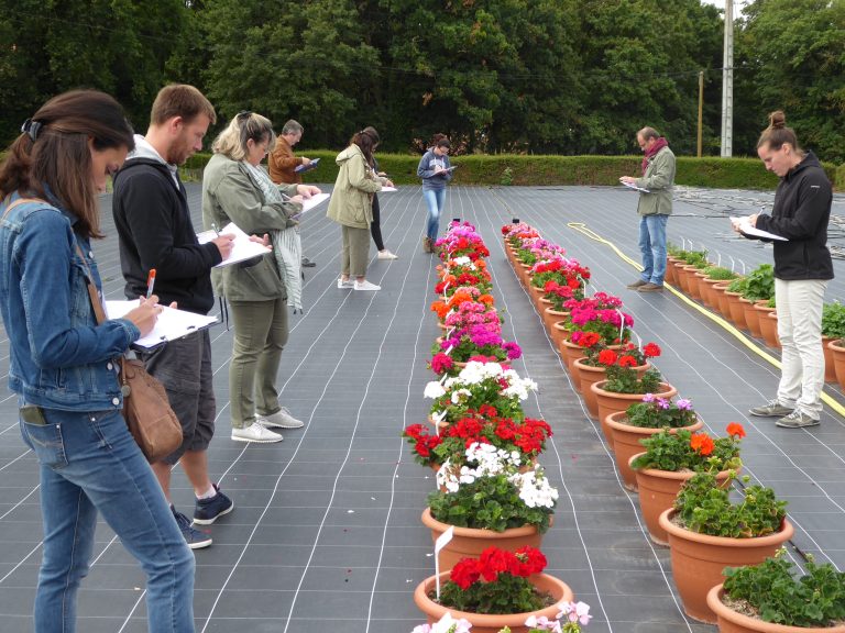 Jury sélection variétale Géranium Label Rouge