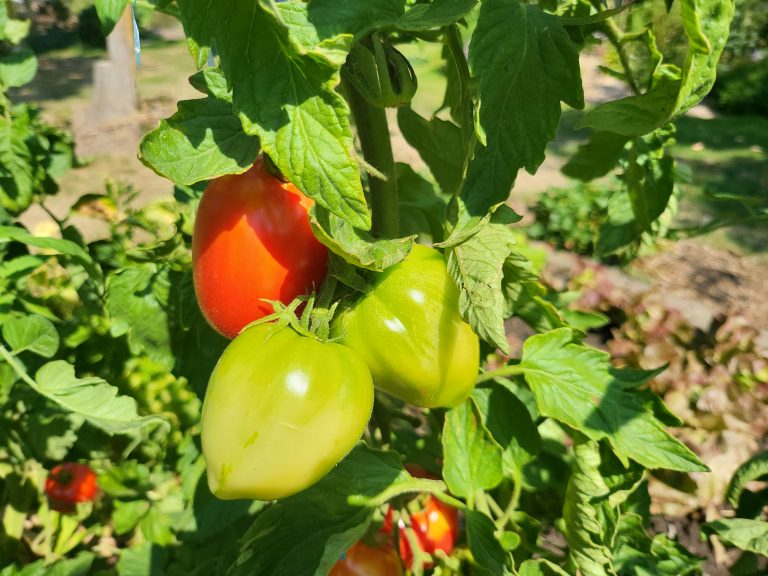 Tomates Label Rouge