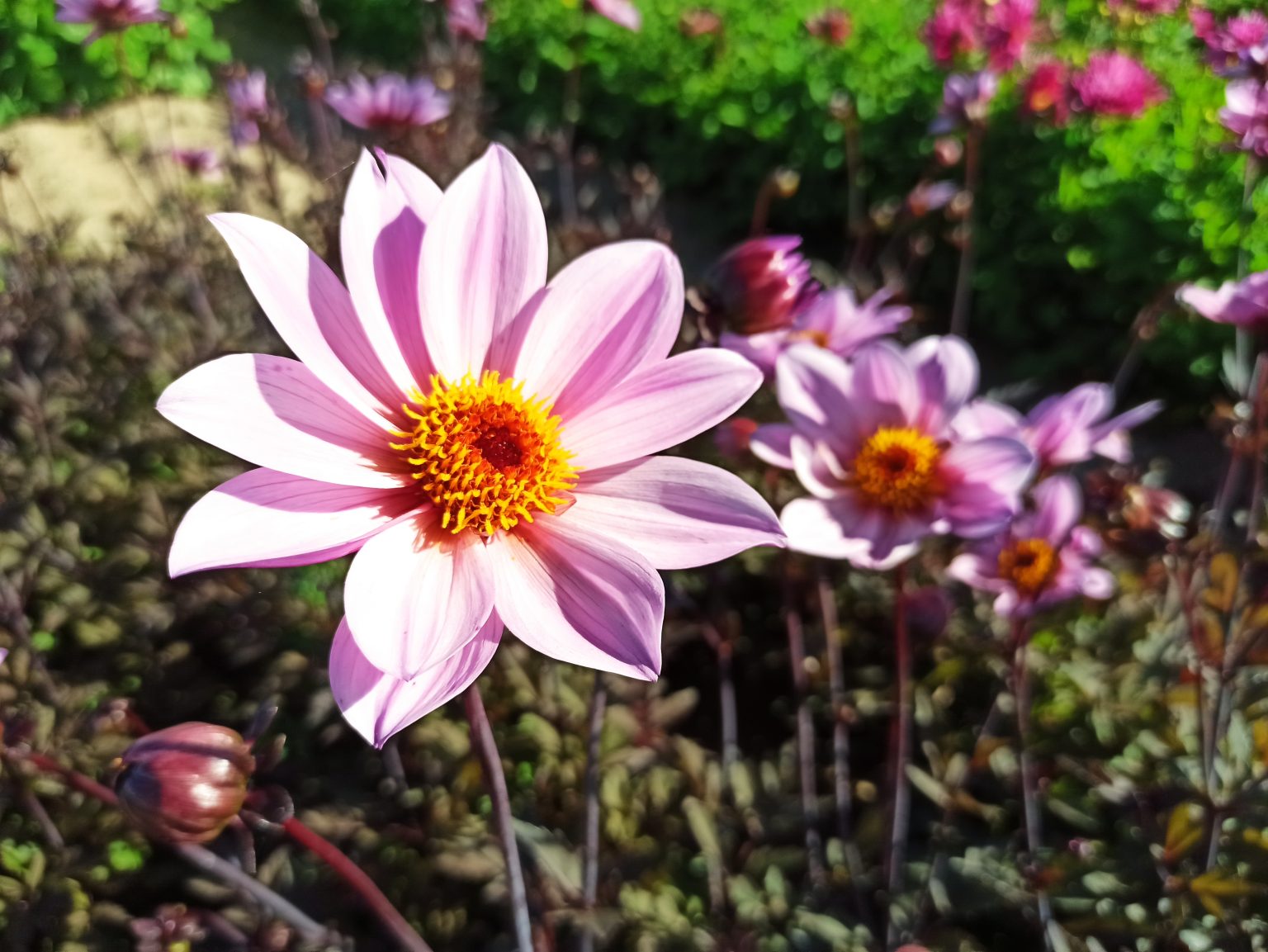 Dahlia Label Rouge Rose Ernest Turc