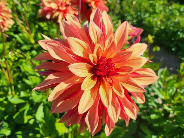 Dahlia Label Rouge Ernest Turc