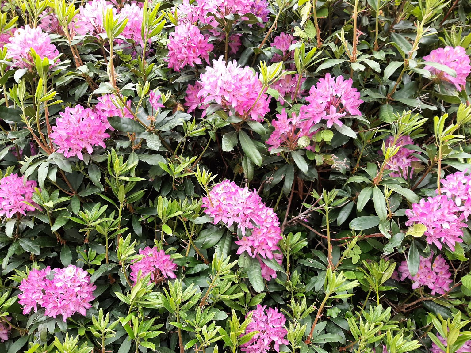 Rhodo Label Rouge