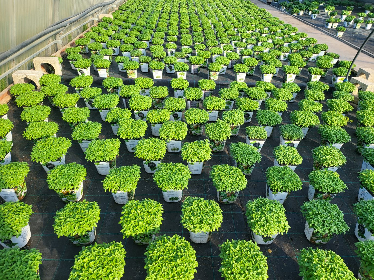Aromatique pot serre