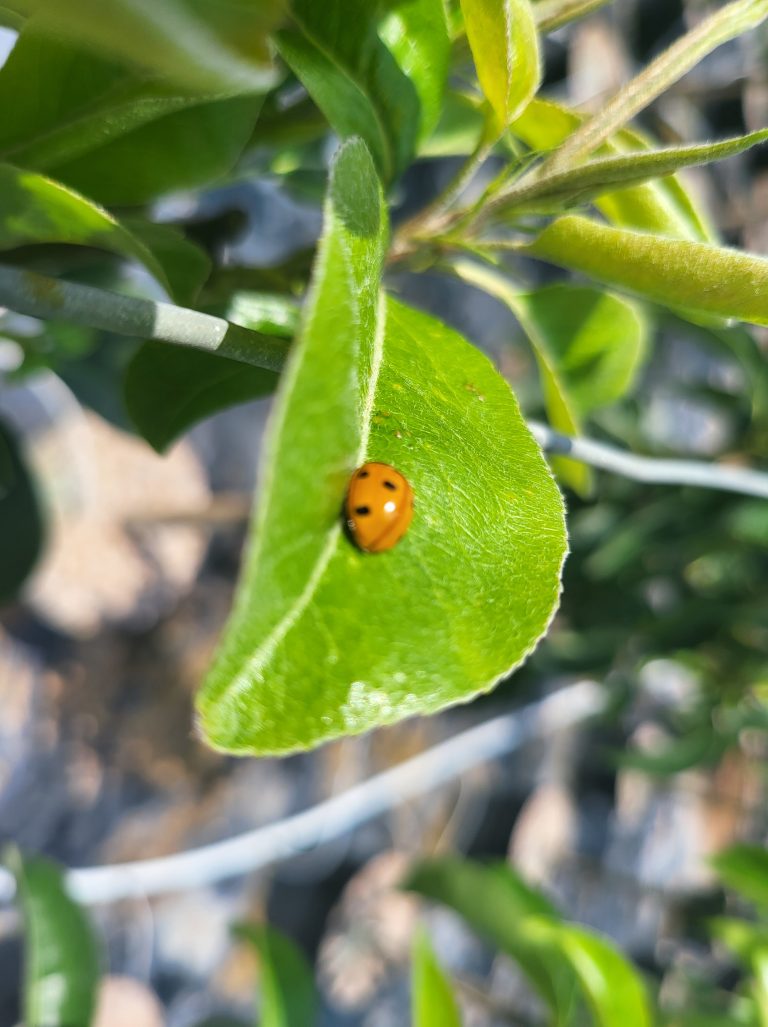 Coccinelle dos biodiversité sur Arbre Fruitier Label Rouge