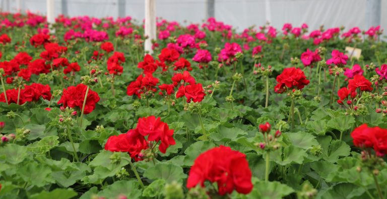 Géranium Label Rouge serre