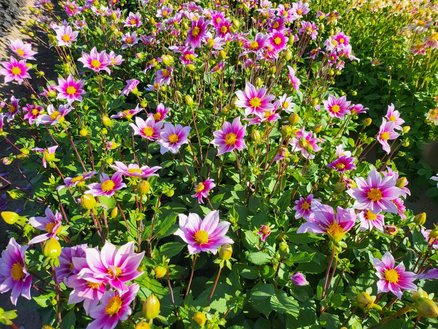 Dahlia Label Rouge