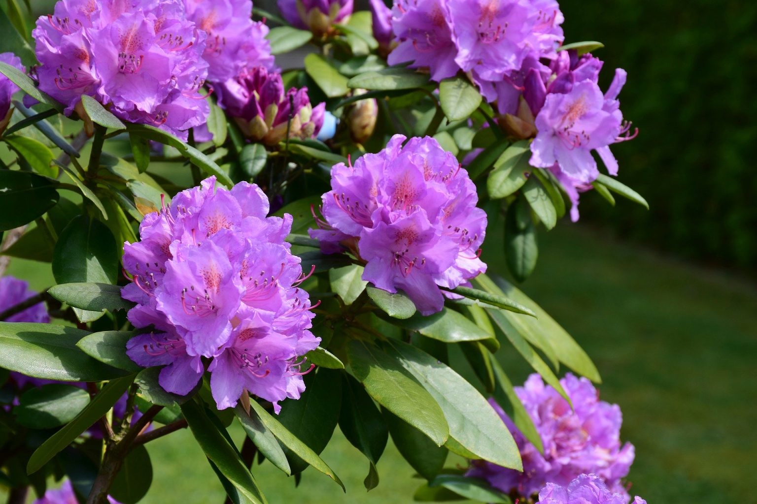 Rhododendron Label Rouge