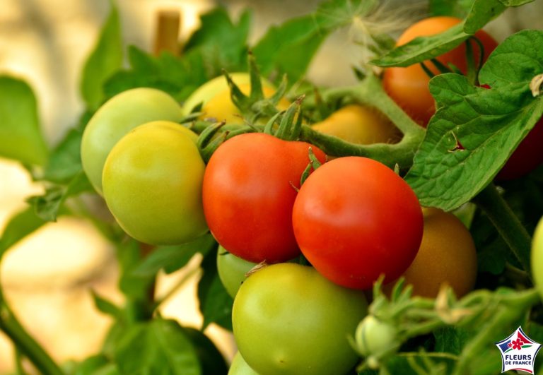 Tomates Plants Potager Label Rouge
