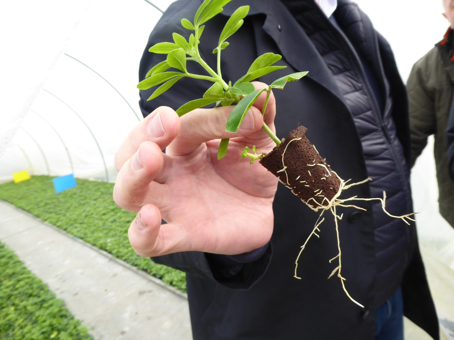 Plant de camélia dans une main