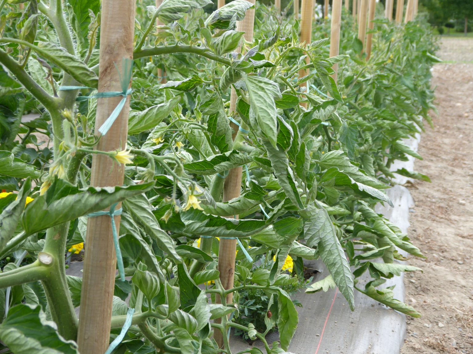 Plants Tomates Label Rouge