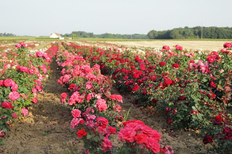 Roses Label Rouge