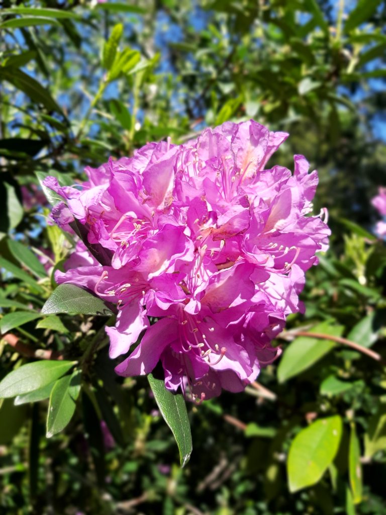 Rhodo Acidophile qualité