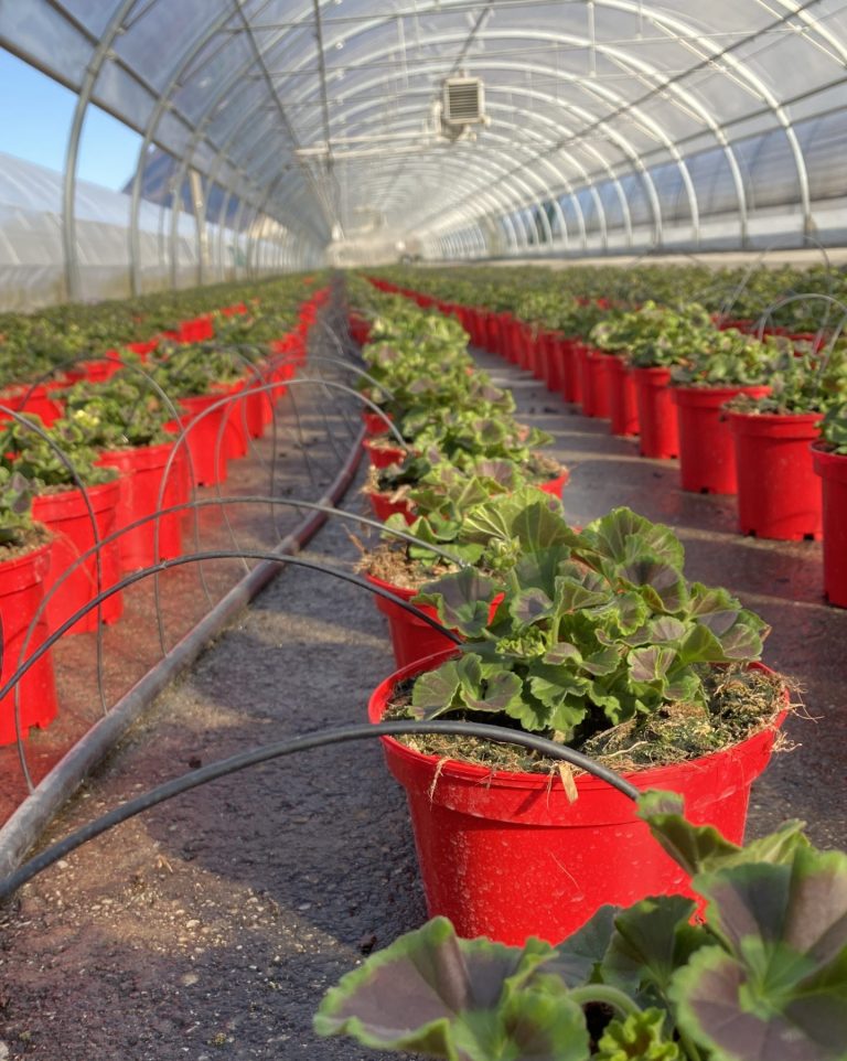 Géranium pot Label Rouge serre irrigation