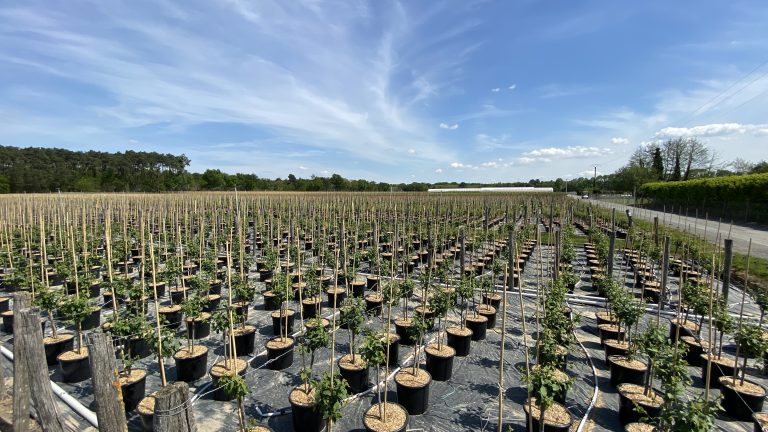 Arbres Fruitiers Label Rouge