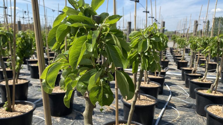 Plantation Arbres Fruitiers Label Rouge