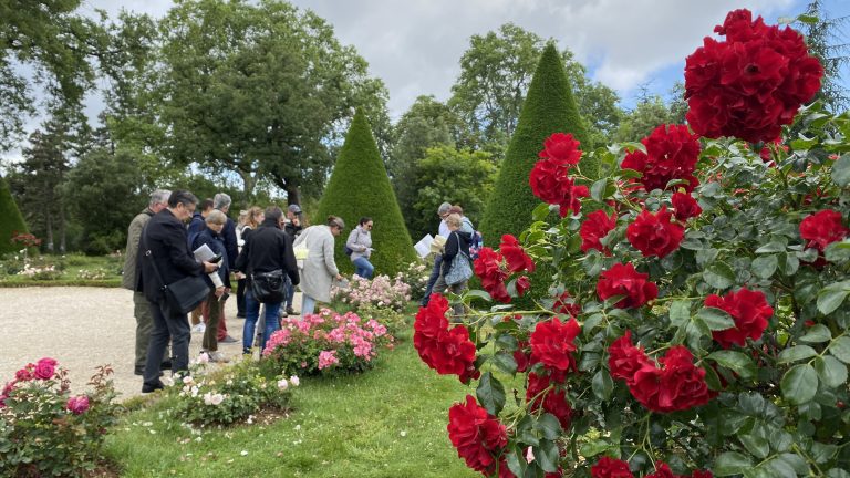 Jury Rose de Bagatelle