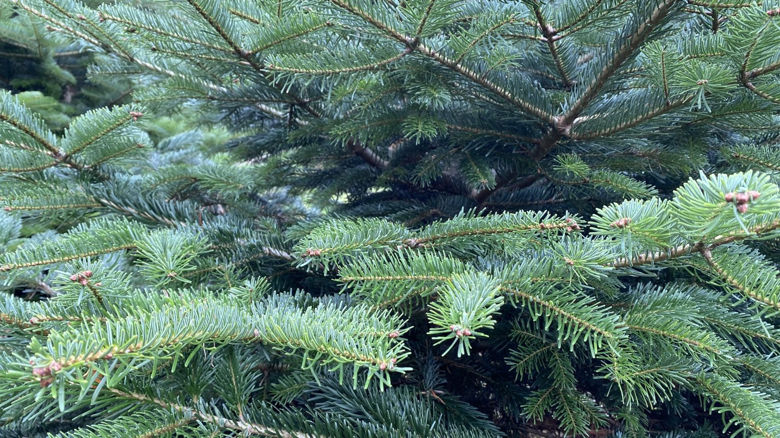 Sapin de Noël du Morvan