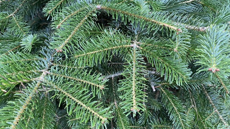 Sapin de Noël Label Rouge