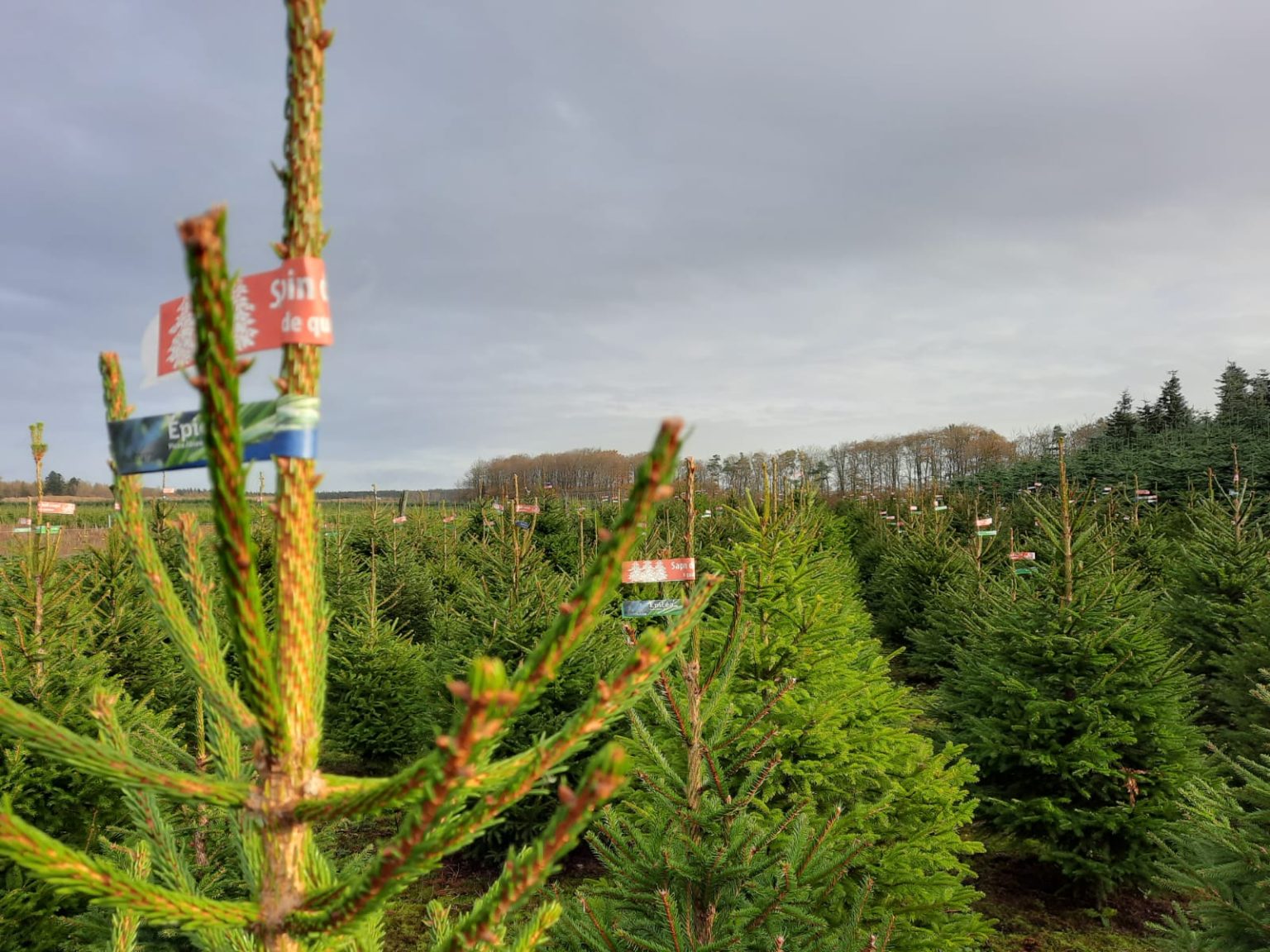 Sapin de Noël Label Rouge Nordmann