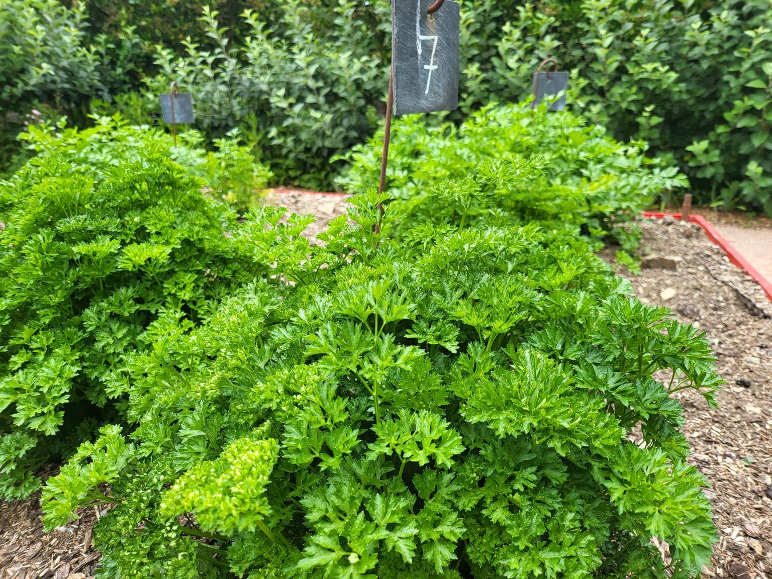 Persil Jury Consommateur Plats Aromatiques Label Rouge