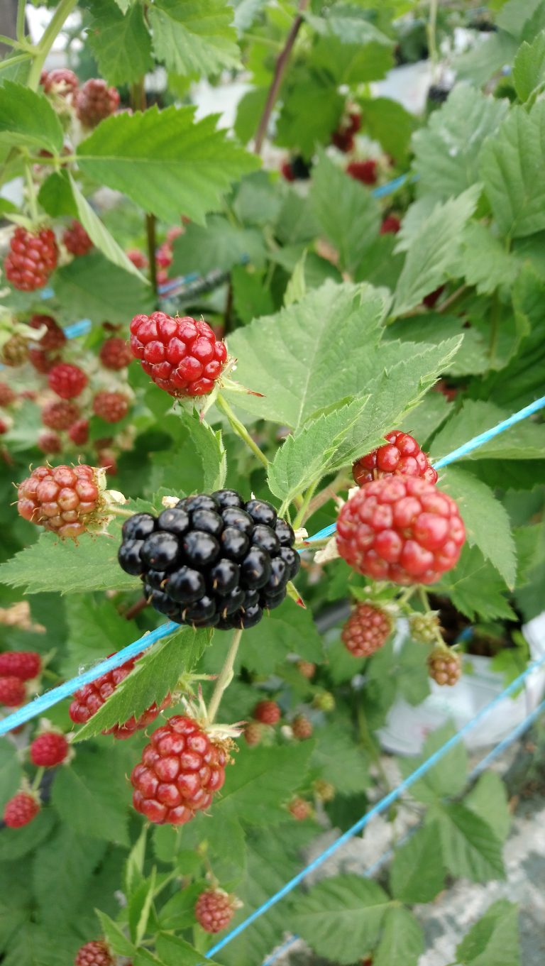 Mure petit Fruit