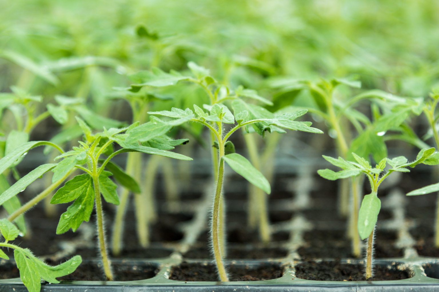 Jeunes Plants Tomates