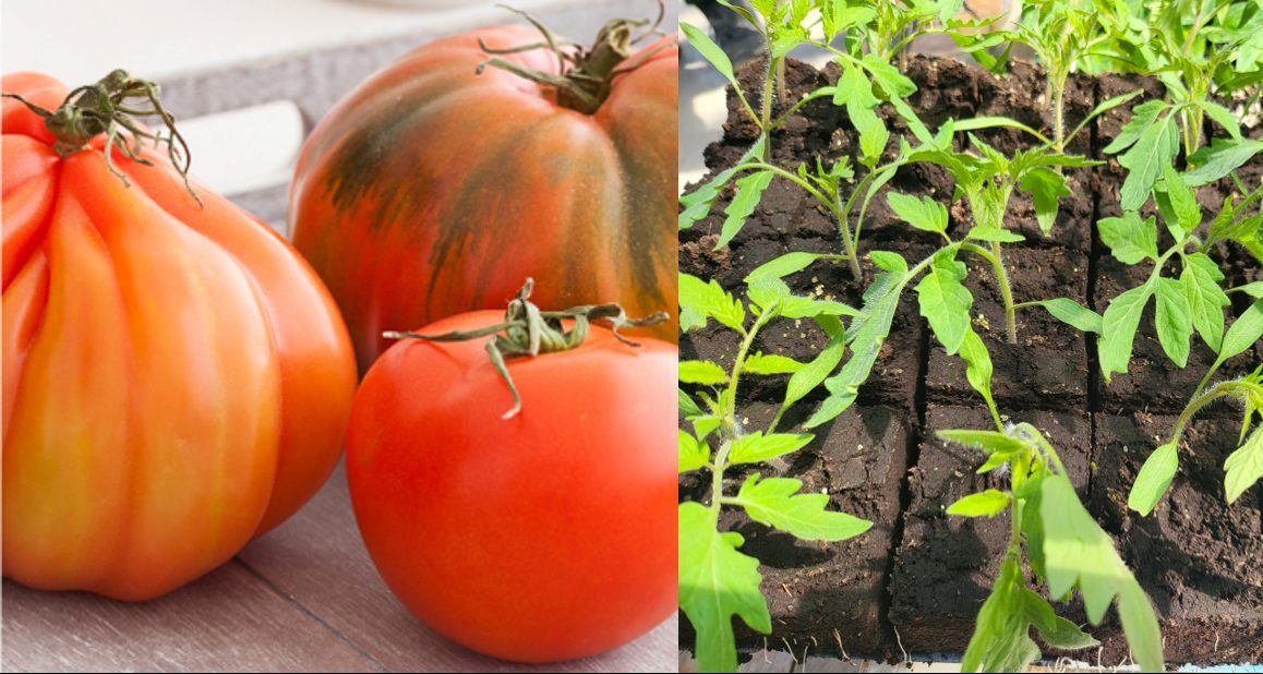Plants Potager et Tomates