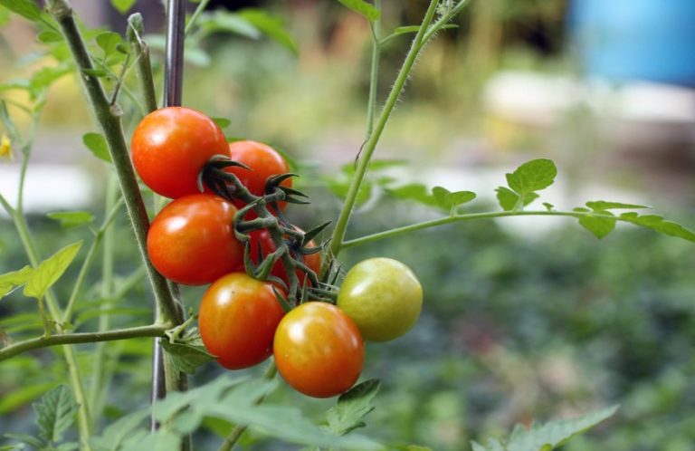 Tomates Label Rouge