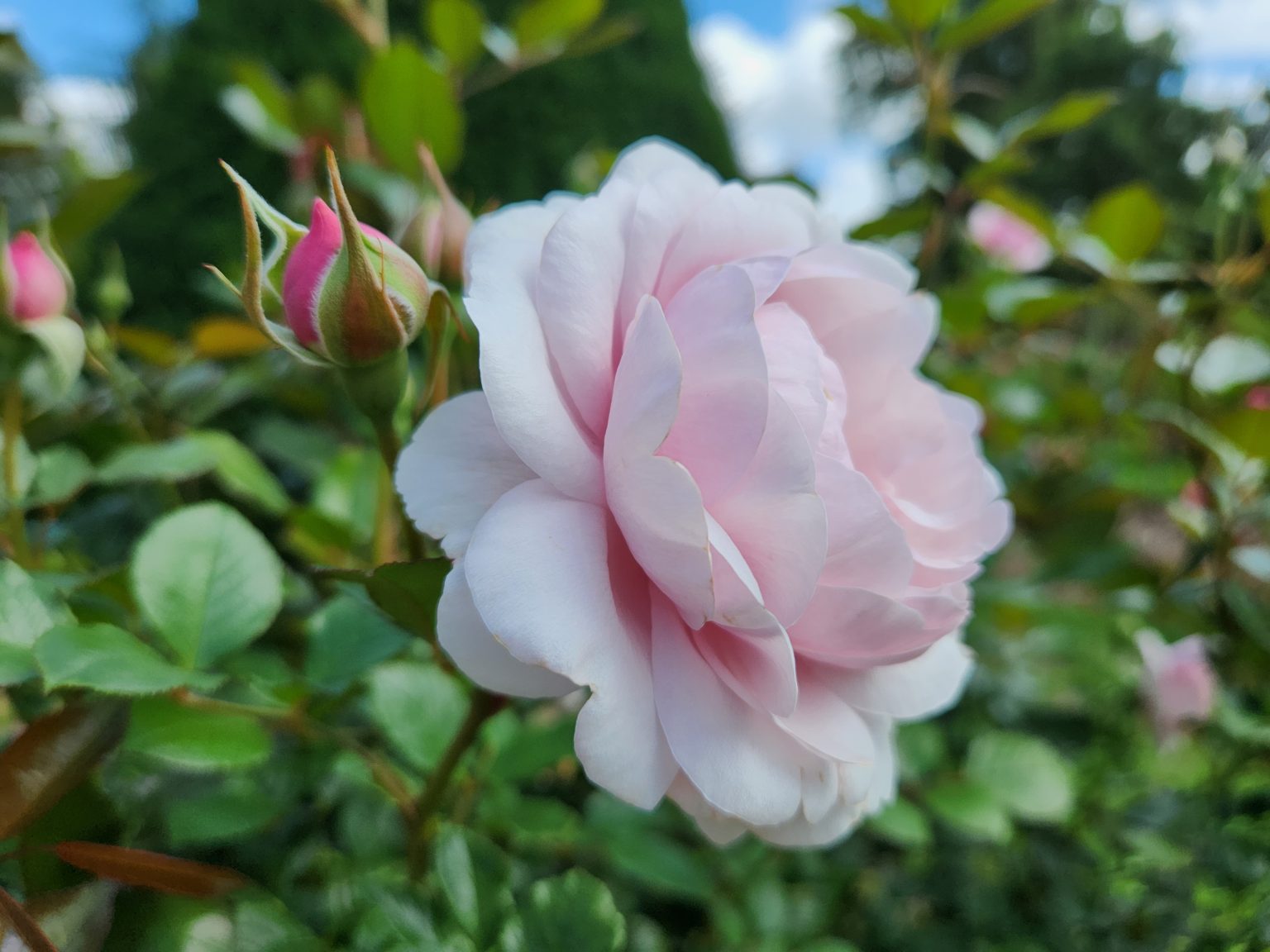 Cerifications d'orgine rosiers Fleurs de France