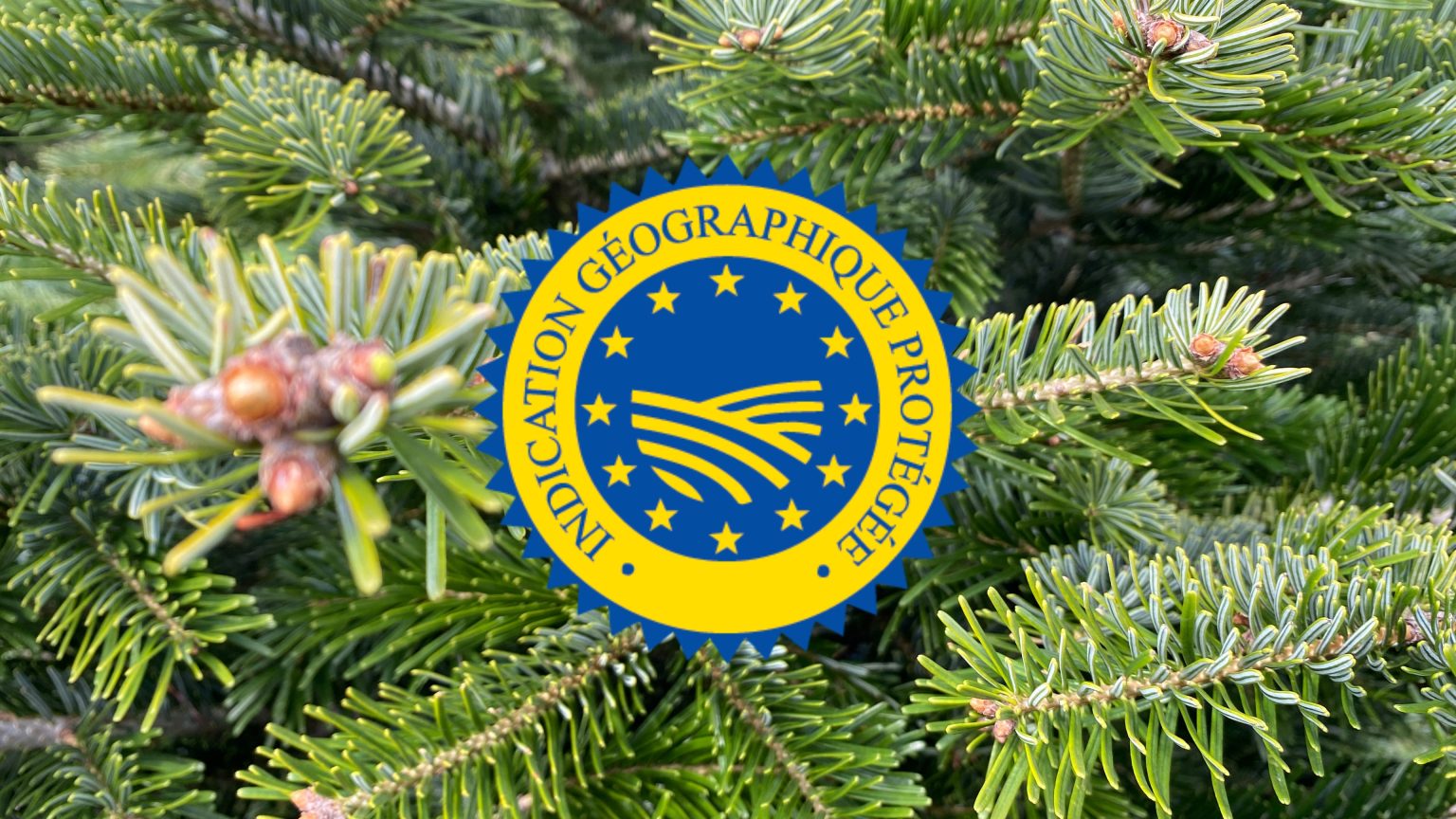 IGP Sapin de Noel du Morvan visuel certifications d'origine