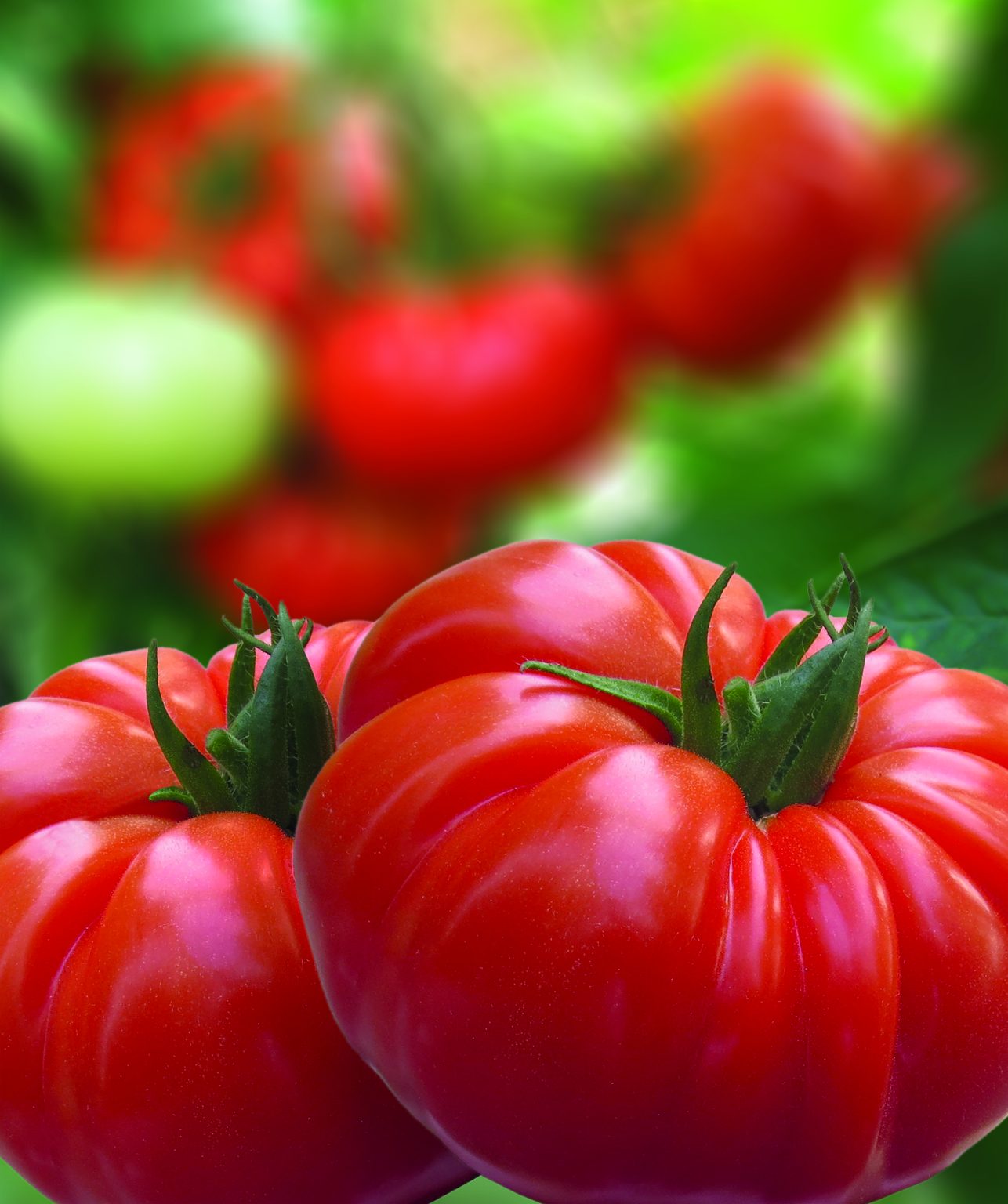 tomate