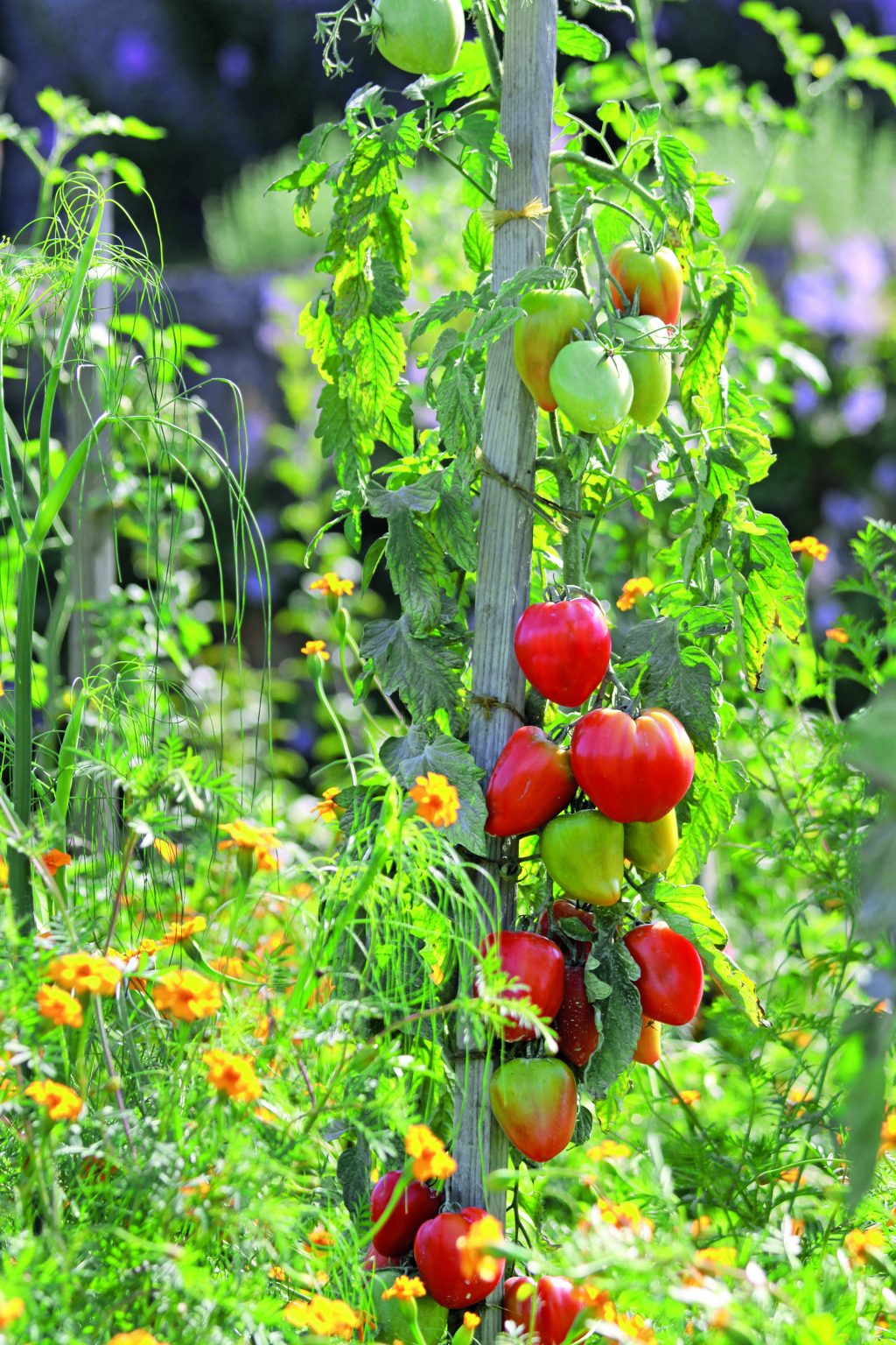 tomate